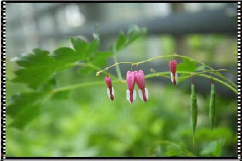 꽃모양이 사람의 심장을 닮은 금낭화입니다. 